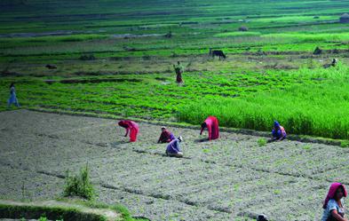 Bio-Landbau der Shanti-Leprahilfe im Kathmandu-Tal.