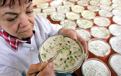 Millionen für neue Pflanzensorten: Samen keimen in Petrischalen im Labor einer Pflanzenzüchterei. Foto: dpa/Martin Schutt