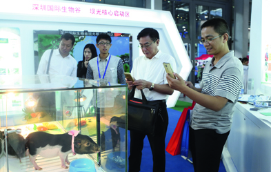 Besucher betrachten die genmodifizierten „Micro-Schweine“ in Shenzhen. Foto: AP-Images